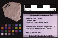 Foto (Objekt + Etiketten) von Decapoda indet. (NHMW-GEO-1990-0041-0256)